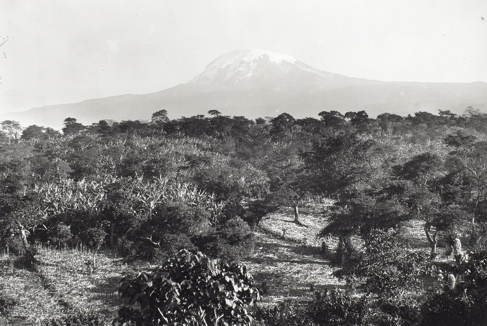 The Kibo as seen from Moshi. At first glance, the landscape appears empty and uninhabited to Europeans. But by every banana grove stands the house of a Wachagga woman.